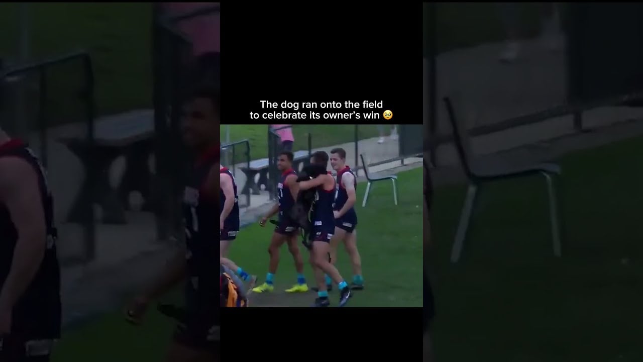 The dog couldn't wait any longer 🥰 #afl #footy #dog